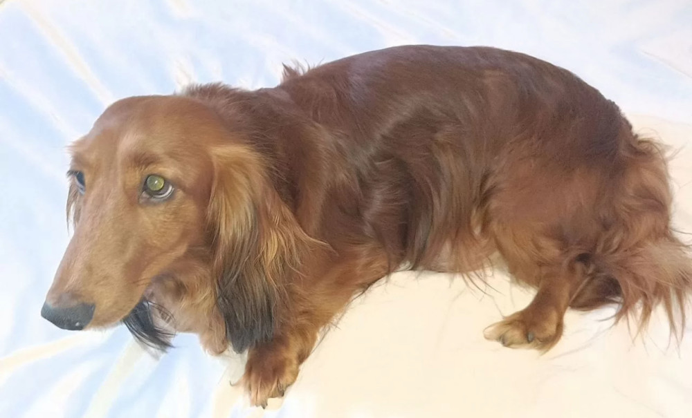 Adorable Dachshund Looking for a Home in Philadelphia, PA
