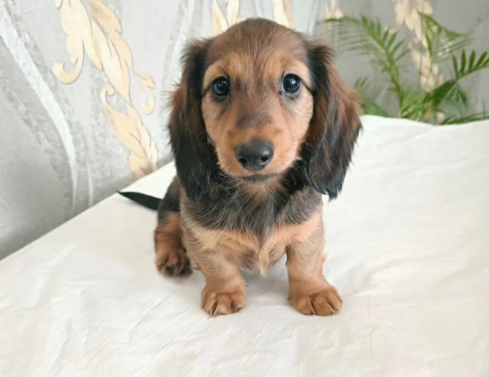 Adorable Dachshund Looking for a Home in Philadelphia, PA