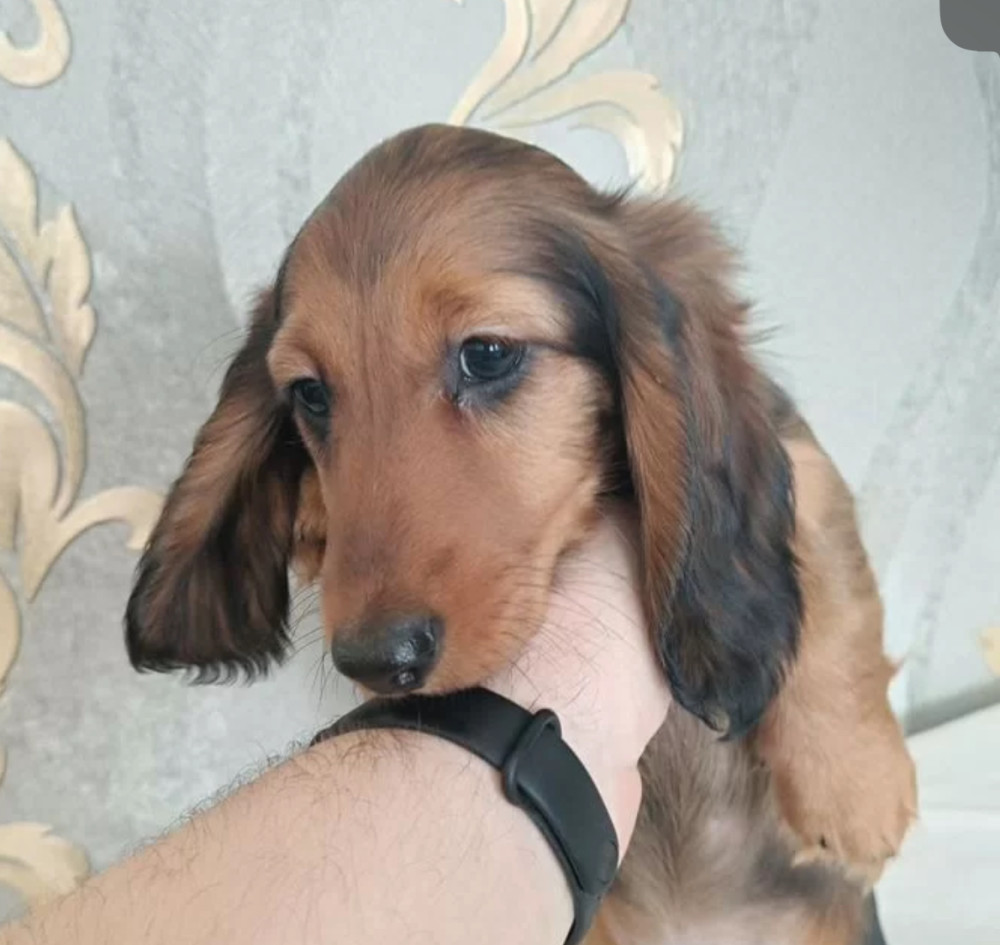 Adorable Dachshund Looking for a Home in Philadelphia, PA