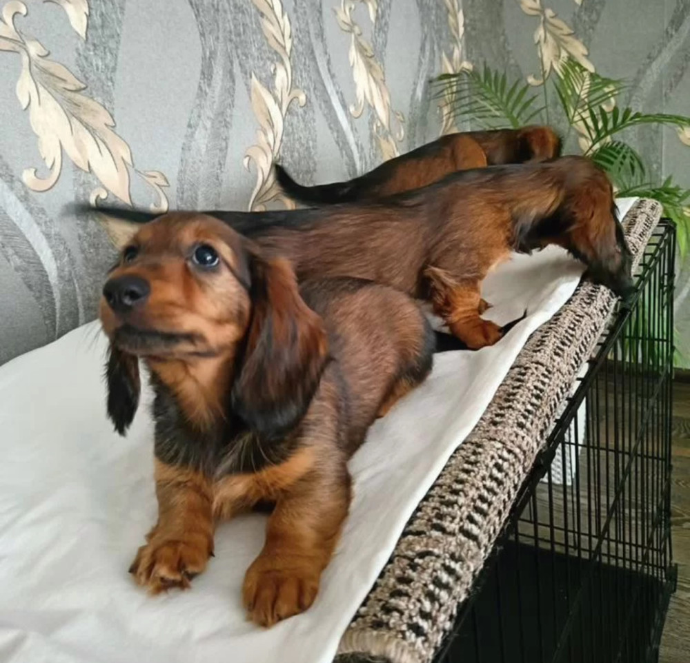 Adorable Dachshund Looking for a Home in Philadelphia, PA