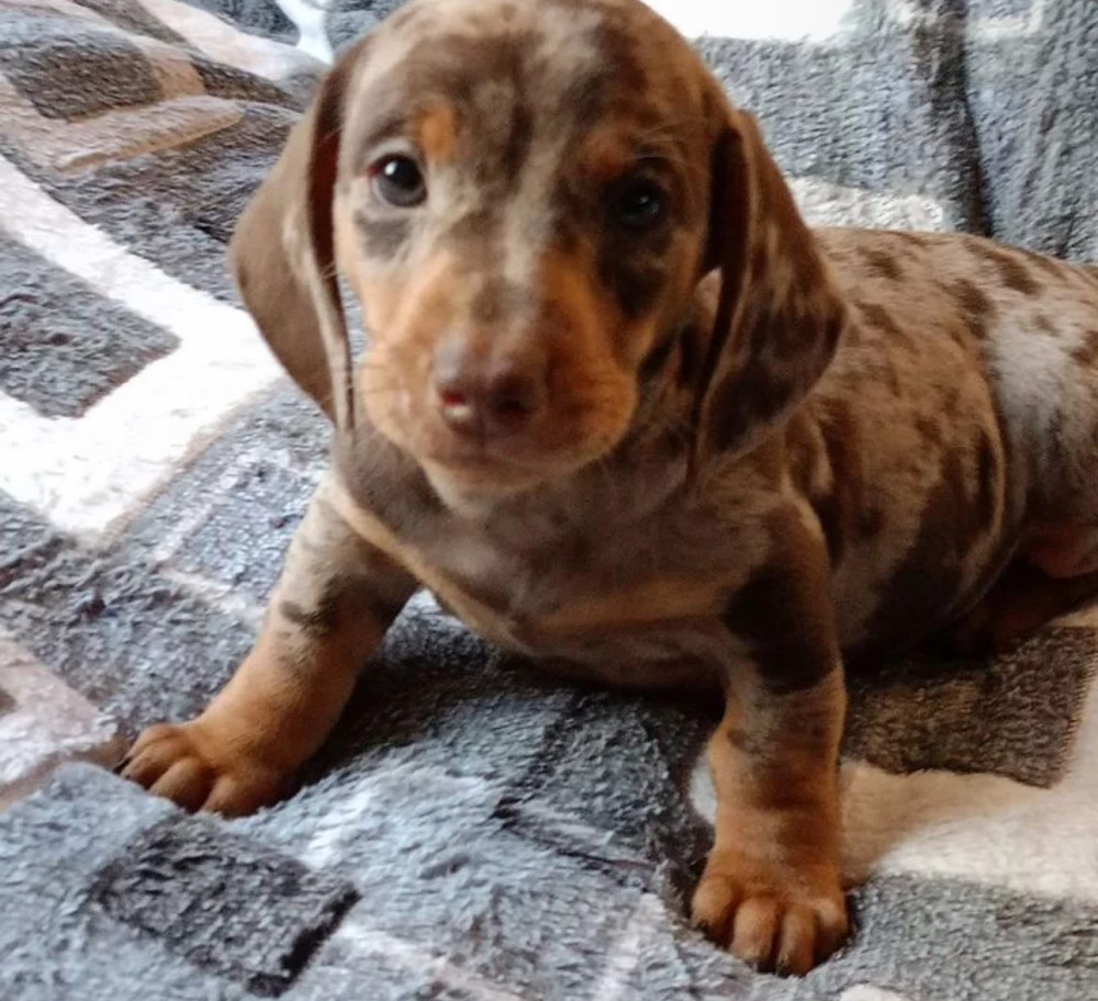 Dachshund Puppy for Sale, Boy, 8 Weeks Old, Fort Worth, TX