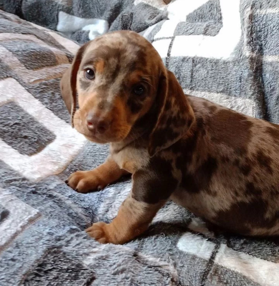 Dachshund Puppy for Sale, Boy, 8 Weeks Old, Fort Worth, TX
