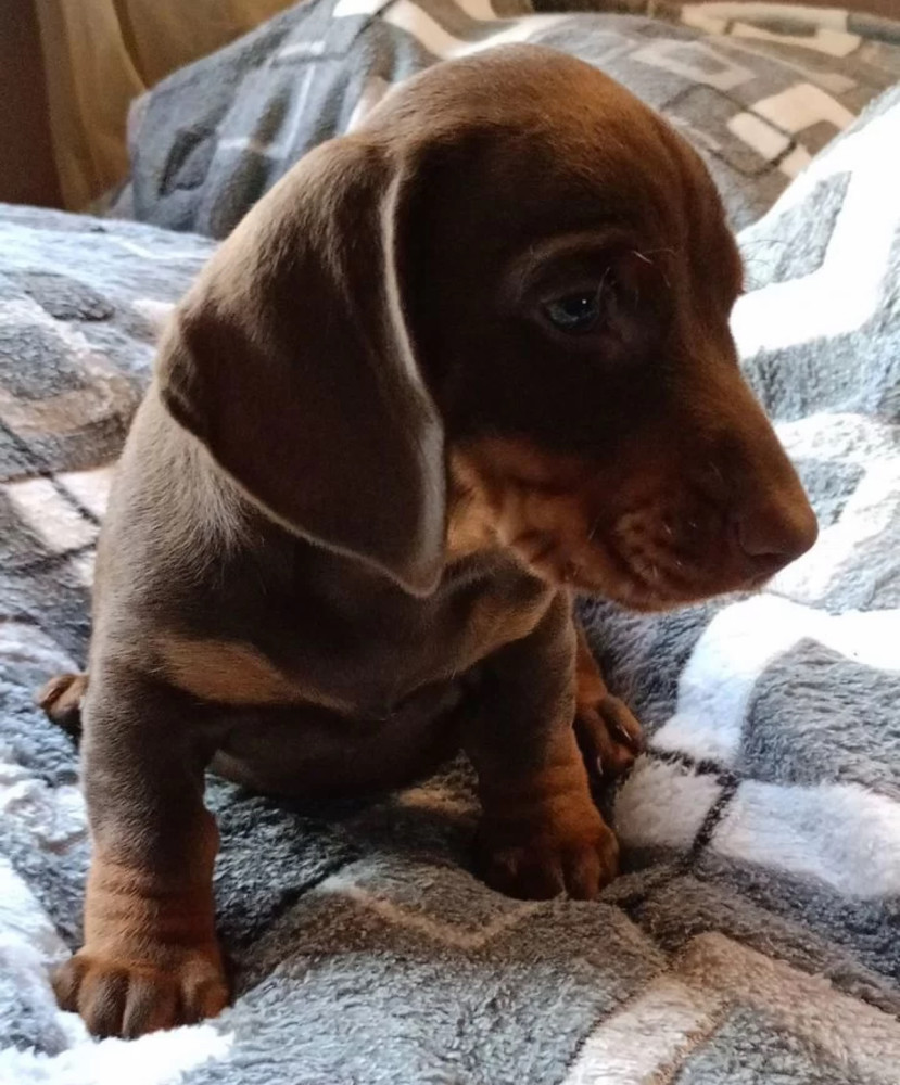 Dachshund Puppy for Sale, Boy, 8 Weeks Old, Fort Worth, TX