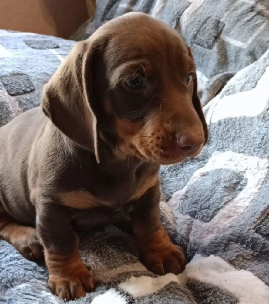 Dachshund Puppy for Sale, Boy, 8 Weeks Old, Fort Worth, TX
