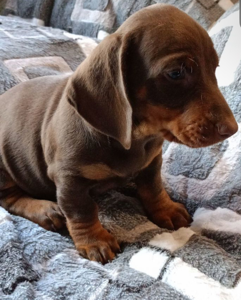Dachshund Puppy for Sale, Boy, 8 Weeks Old, Fort Worth, TX