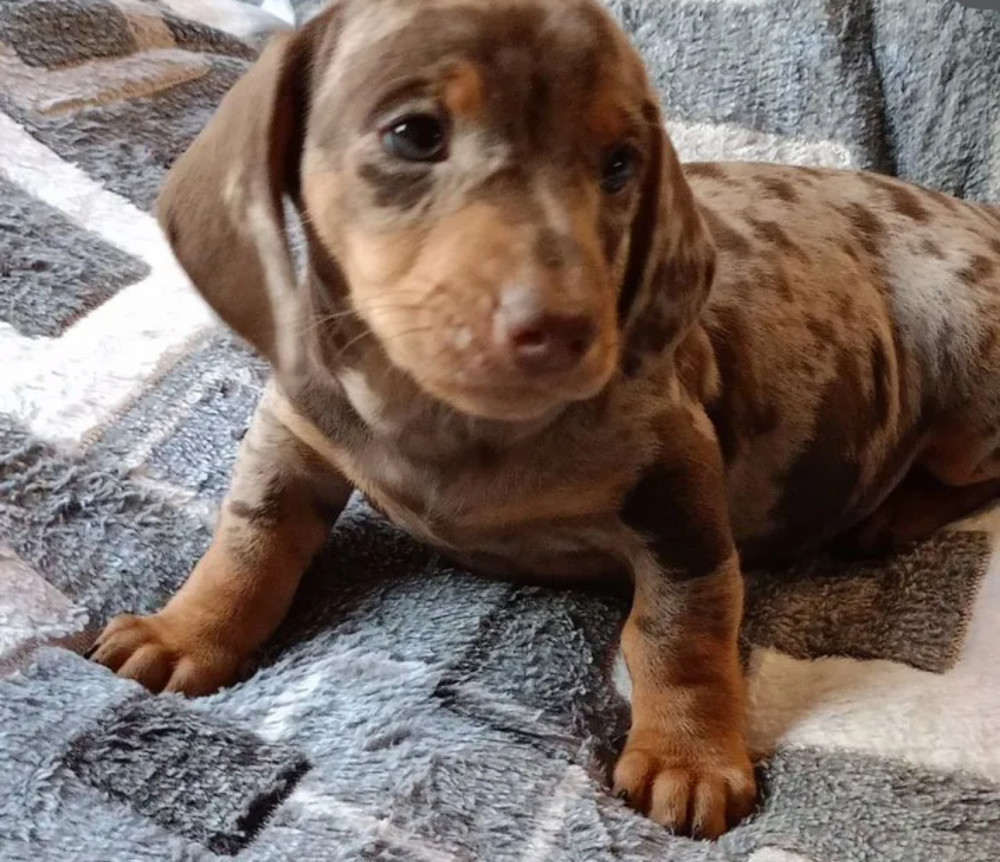 Dachshund Puppy for Sale, Boy, 8 Weeks Old, Fort Worth, TX