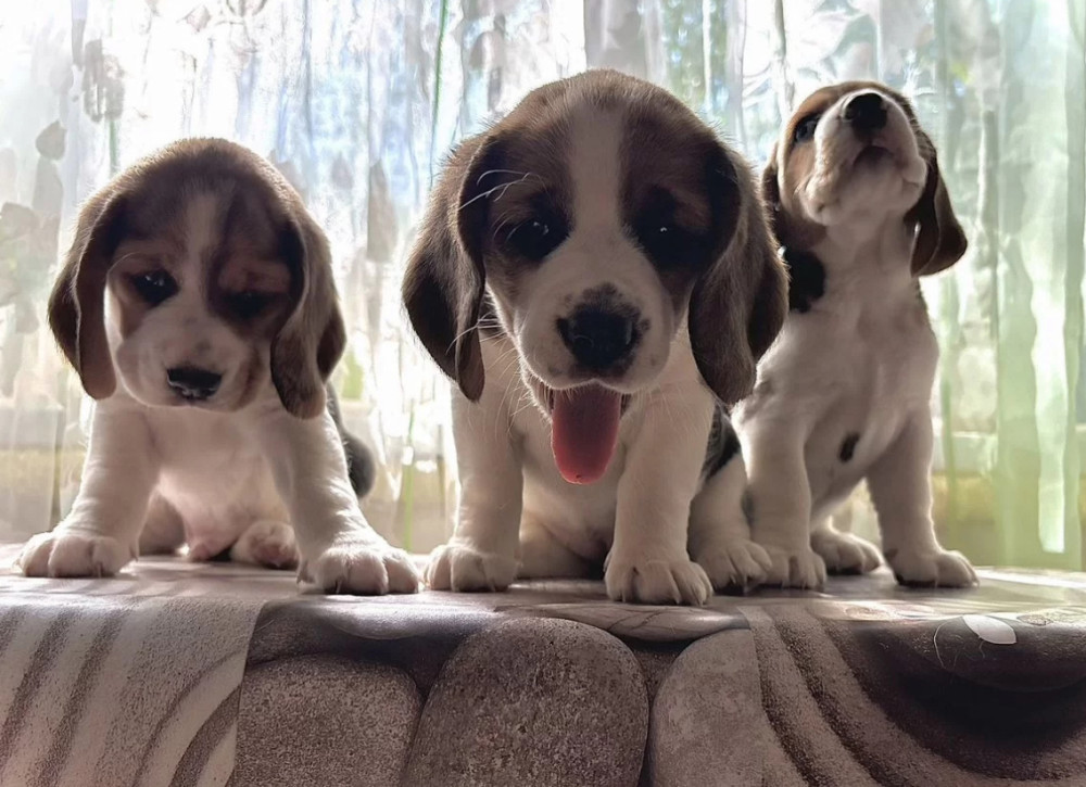 Beagle Puppies for Sale in Florida (FL)