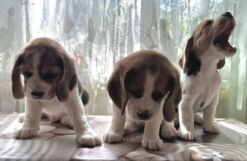 Beagle Puppies for Sale in Florida (FL)