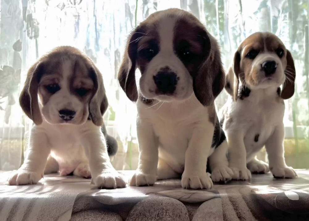 Beagle Puppies for Sale in Florida (FL)
