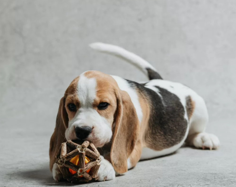 6-Week-Old Beagle Girl for Sale in Phoenix, Arizona (AZ)