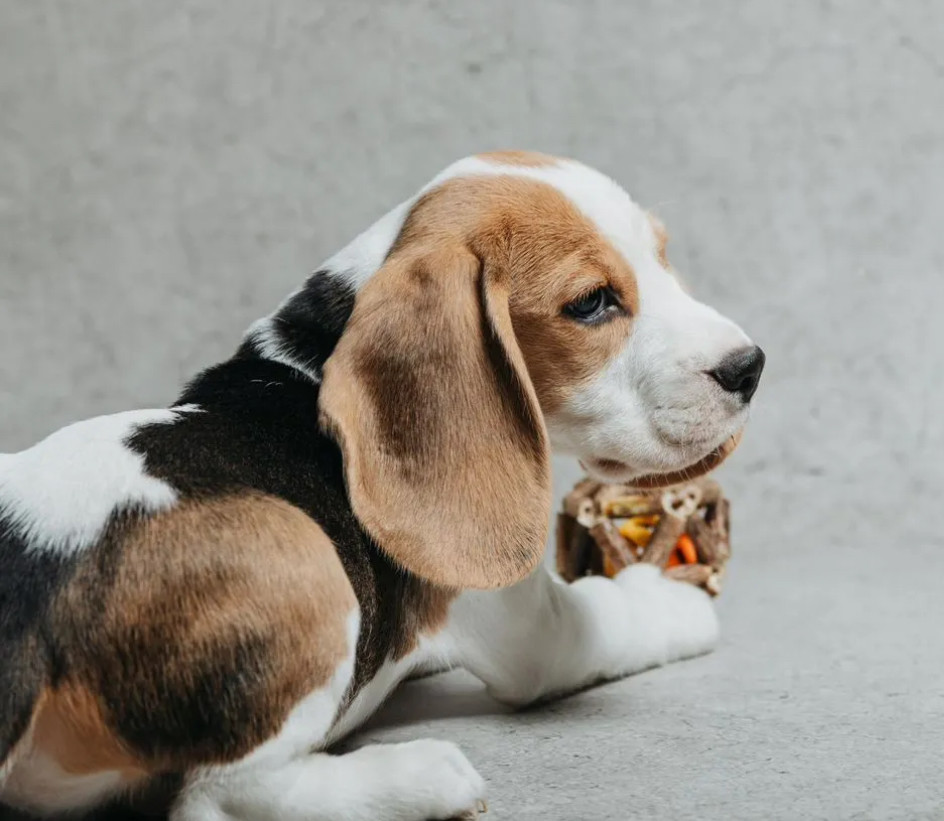 6-Week-Old Beagle Girl for Sale in Phoenix, Arizona (AZ)