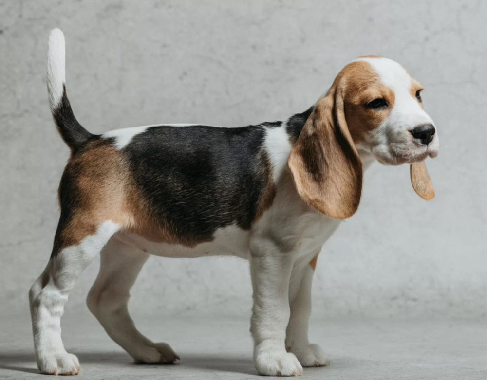 6-Week-Old Beagle Girl for Sale in Phoenix, Arizona (AZ)