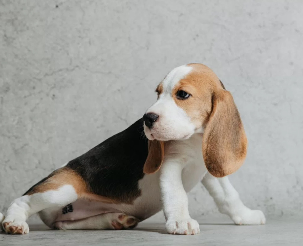 6-Week-Old Beagle Girl for Sale in Phoenix, Arizona (AZ)