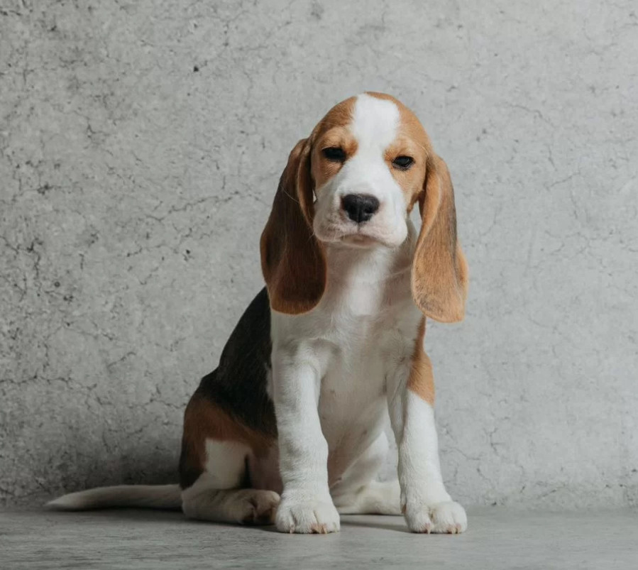6-Week-Old Beagle Girl for Sale in Phoenix, Arizona (AZ)