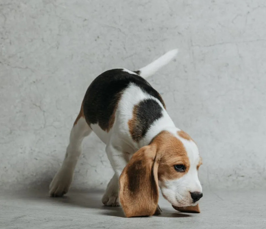 6-Week-Old Beagle Girl for Sale in Phoenix, Arizona (AZ)