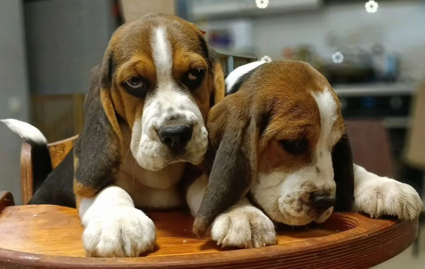 Beagle Brother and Sister Looking for New Homes in the Bronx, New York (NY)