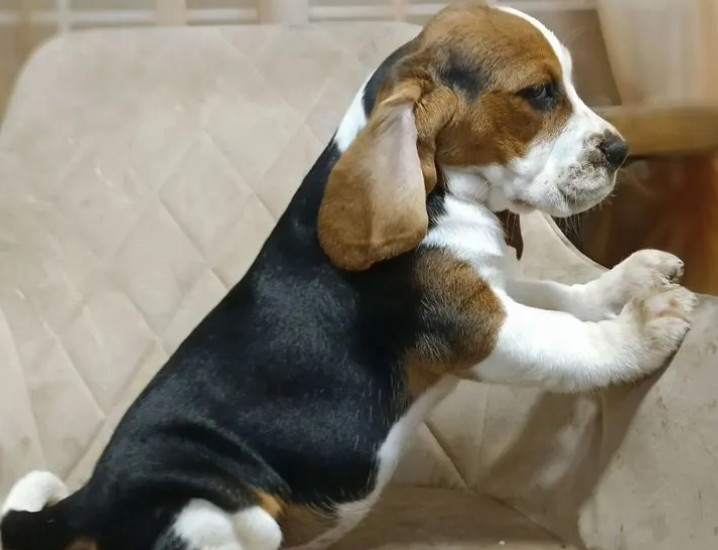 Beagle Brother and Sister Looking for New Homes in the Bronx, New York (NY)