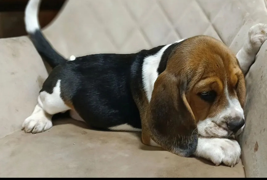 Beagle Brother and Sister Looking for New Homes in the Bronx, New York (NY)