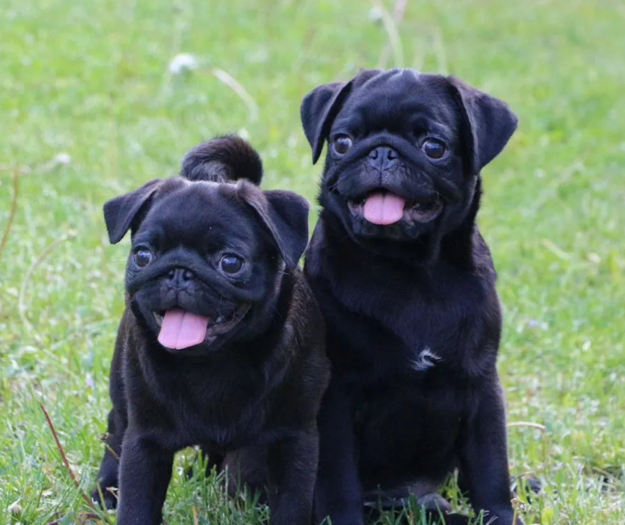 Pug Puppies for Sale in Texas (TX)