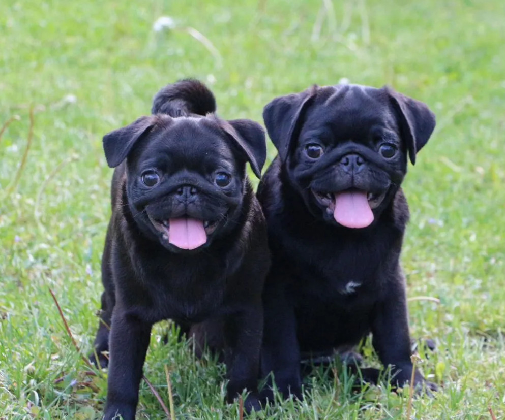 Pug Puppies for Sale in Texas (TX)