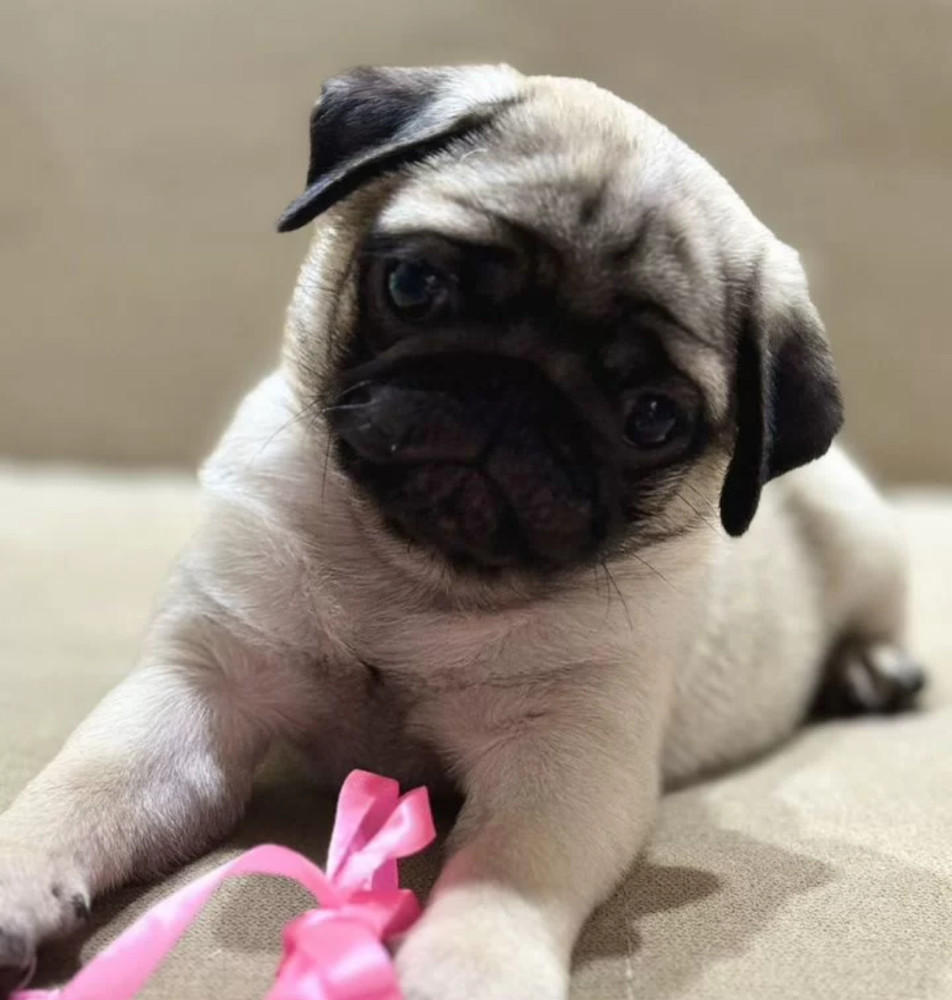 Pug Girl for Sale 12 Weeks Old, Texas (TX)