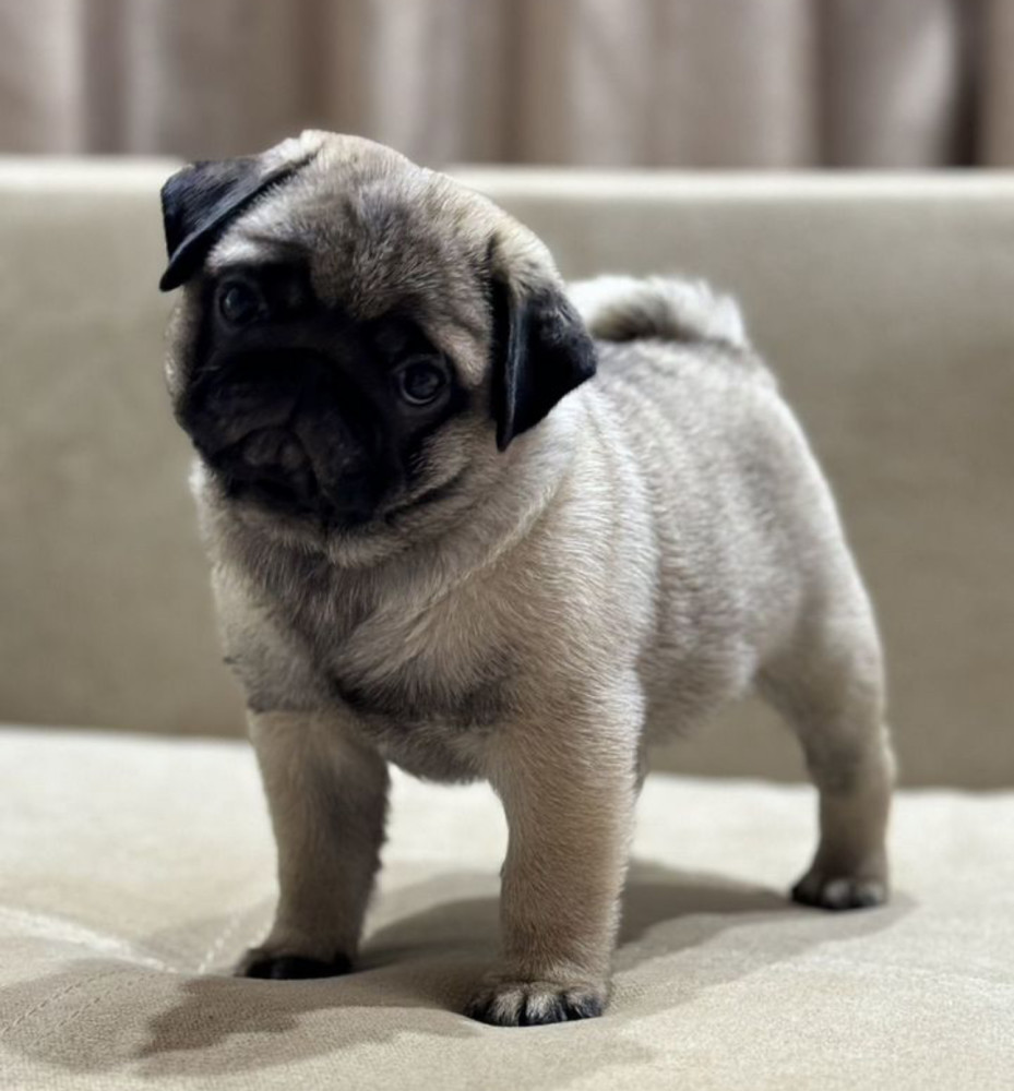 Pug Girl for Sale 12 Weeks Old, Texas (TX)