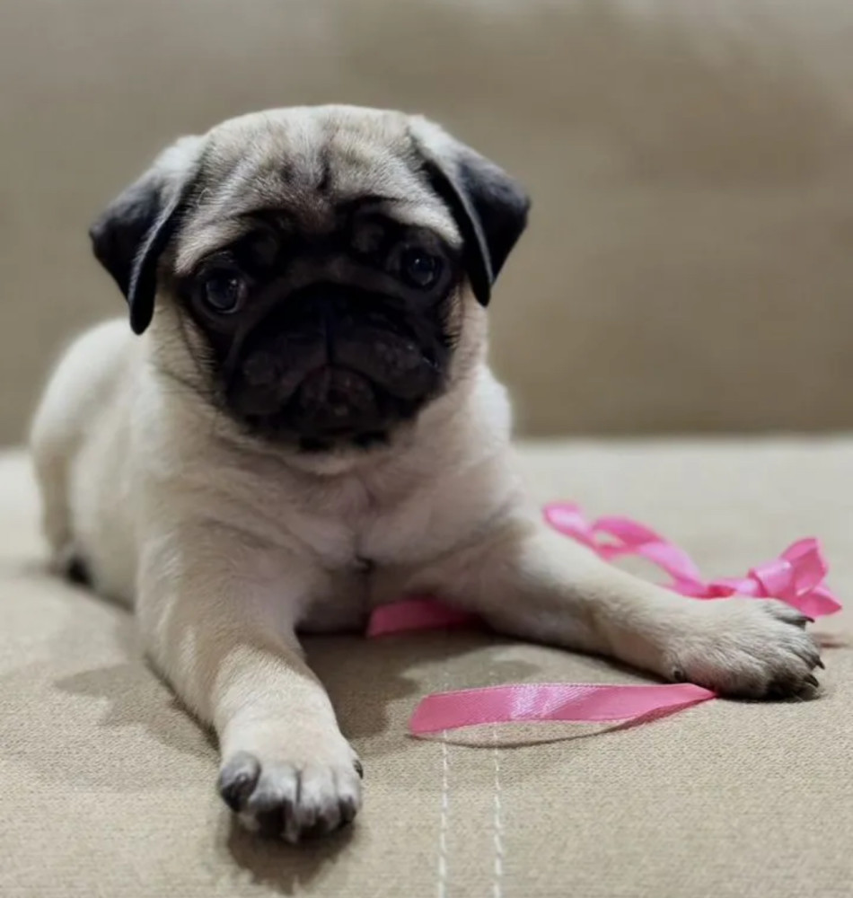 Pug Girl for Sale 12 Weeks Old, Texas (TX)