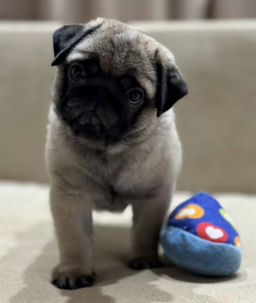 Pug Girl for Sale 12 Weeks Old, Texas (TX)