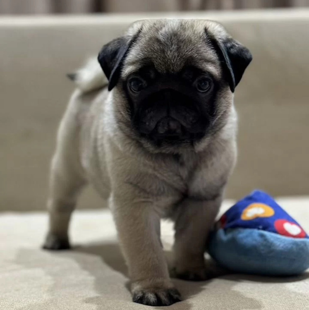 Pug Girl for Sale 12 Weeks Old, Texas (TX)