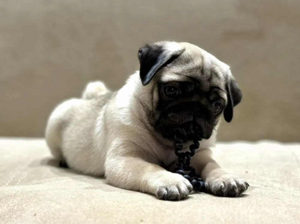 Pug Girl for Sale 12 Weeks Old, Texas (TX)