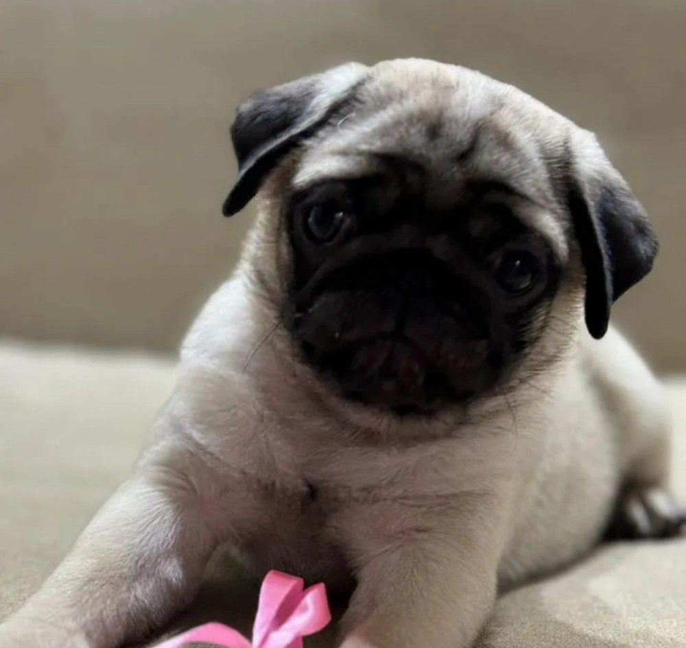 Pug Girl for Sale 12 Weeks Old, Texas (TX)