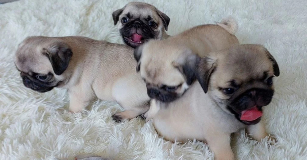 Pug Puppies Ready for Reservation Males and Females Available in San Jose, California (CA)