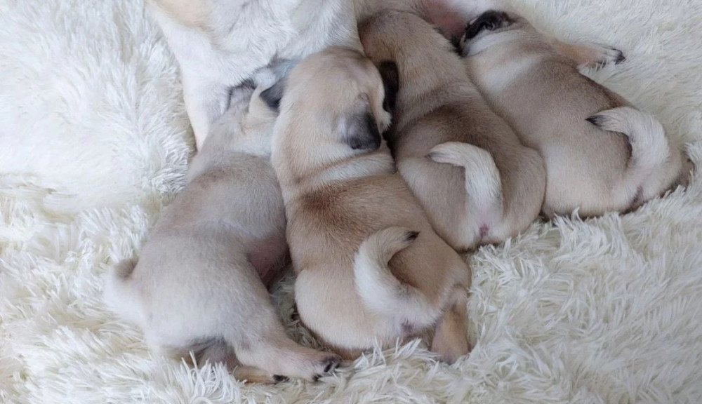 Pug Puppies Ready for Reservation Males and Females Available in San Jose, California (CA)