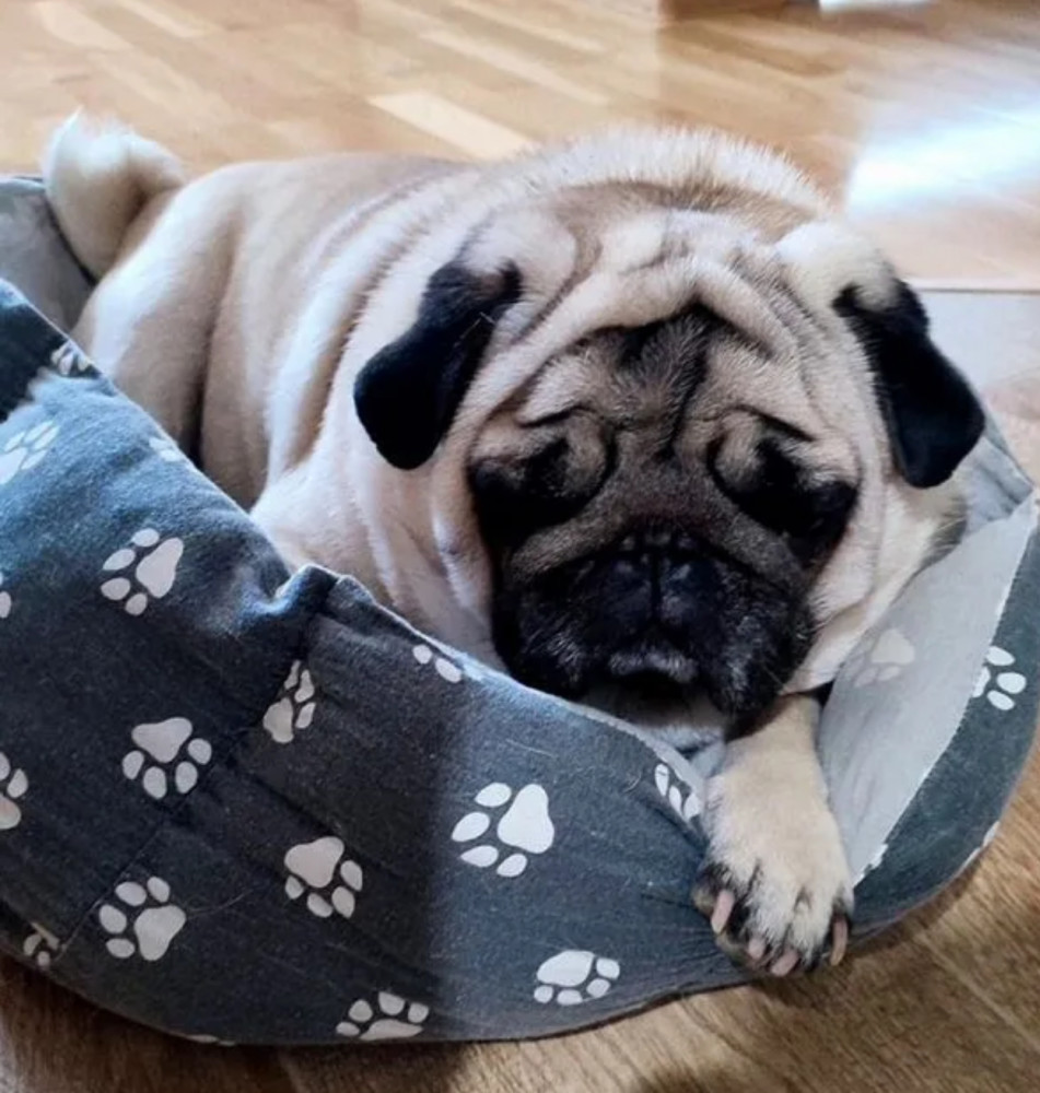 Pug Puppies Ready for Reservation Males and Females Available in San Jose, California (CA)