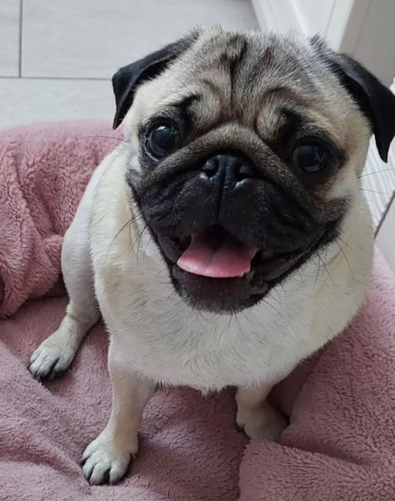 Pug Puppies Ready for Reservation Males and Females Available in San Jose, California (CA)