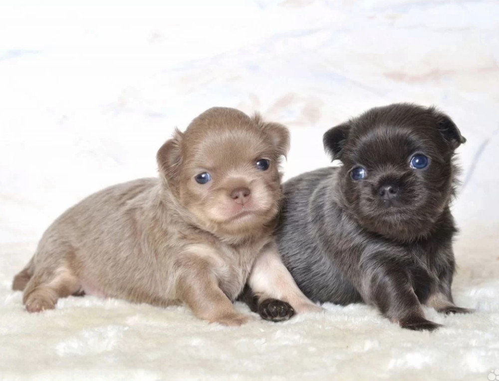Chihuahua Puppies for Sale in Texas (TX)