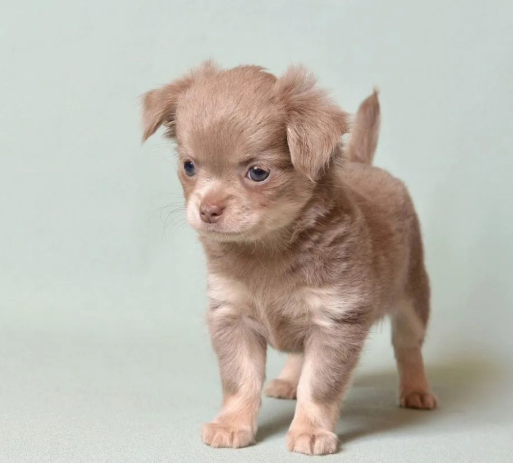 Chihuahua Puppies for Sale in Texas (TX)