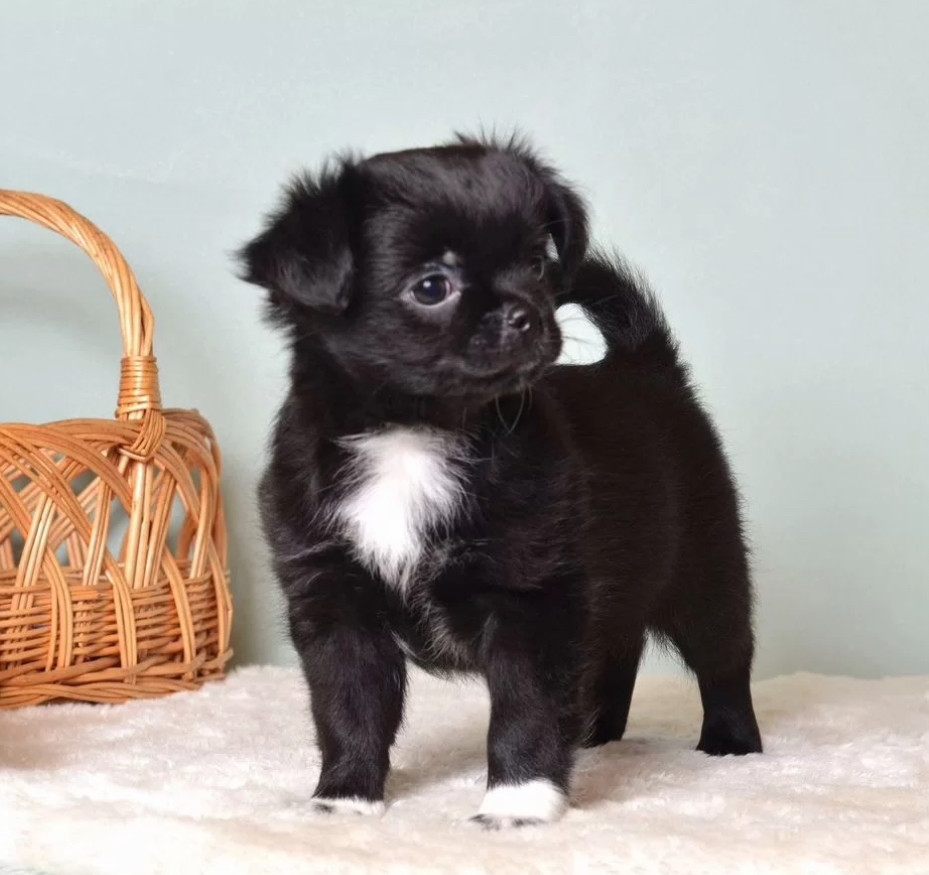 Chihuahua Puppies for Sale in Texas (TX)
