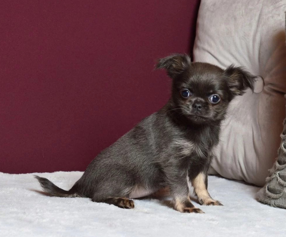 Chihuahua Puppies for Sale in Texas (TX)