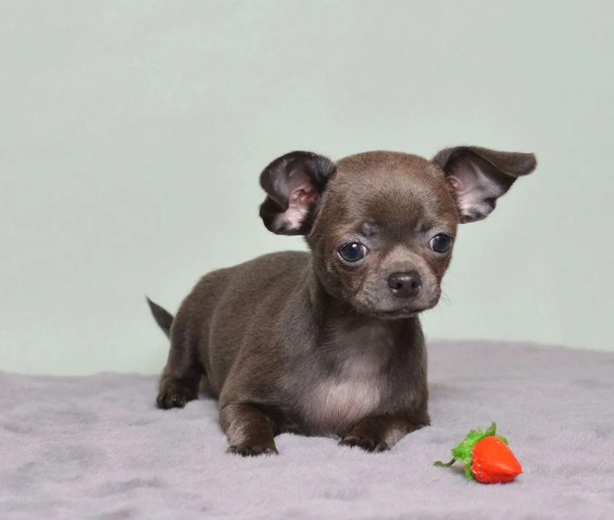 Chihuahua Puppies for Sale in Texas (TX)