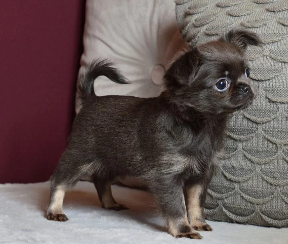 Chihuahua Puppies for Sale in Texas (TX)