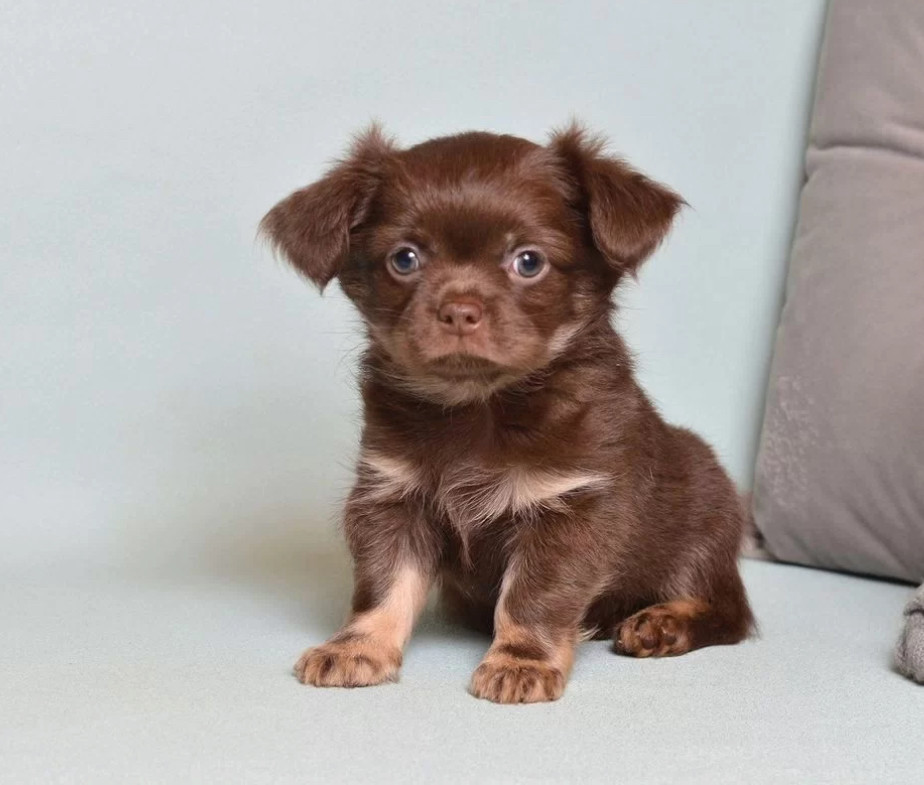 Chihuahua Puppies for Sale in Texas (TX)