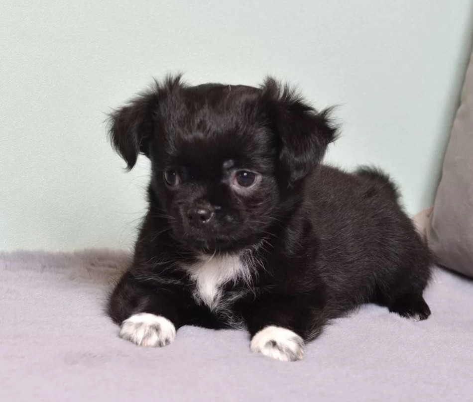 Chihuahua Puppies for Sale in Texas (TX)