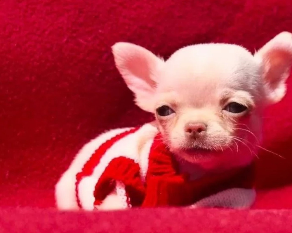 Chihuahua Boy for Sale in Denver, Colorado (CO) 12 Weeks Old