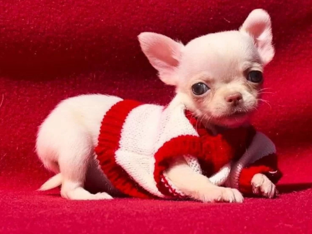 Chihuahua Boy for Sale in Denver, Colorado (CO) 12 Weeks Old