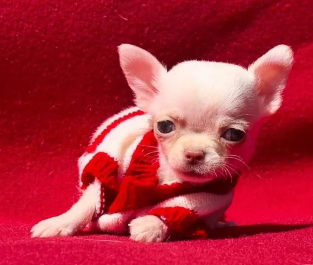 Chihuahua Boy for Sale in Denver, Colorado (CO) 12 Weeks Old