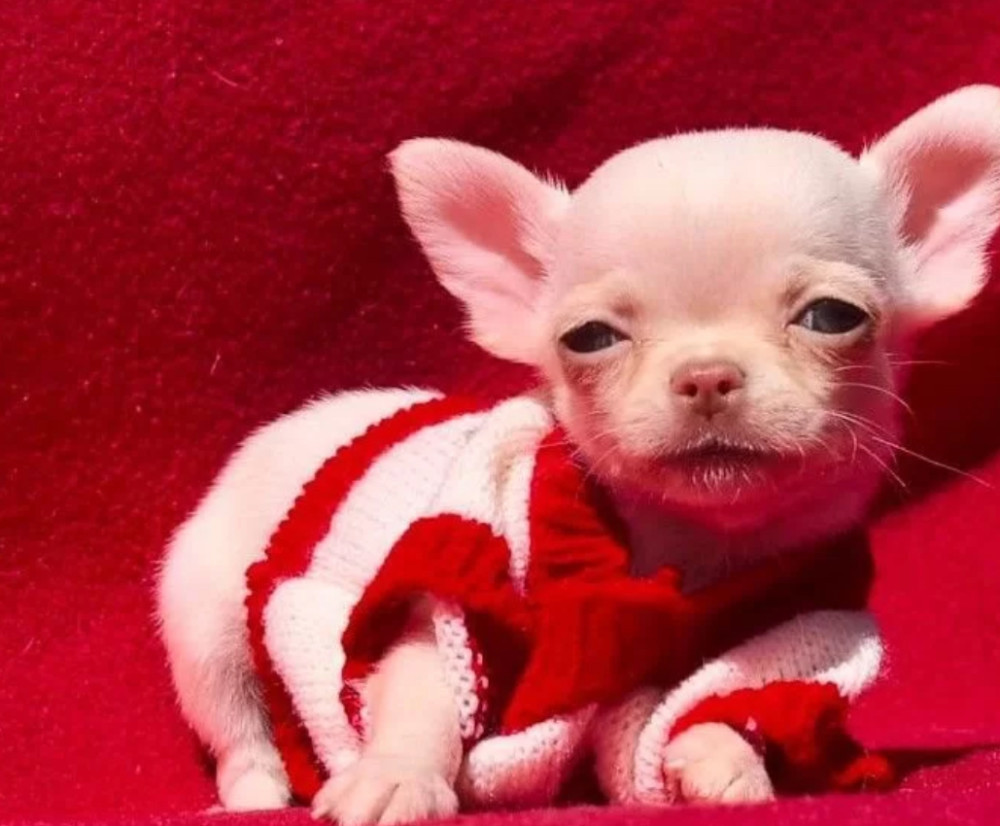 Chihuahua Boy for Sale in Denver, Colorado (CO) 12 Weeks Old