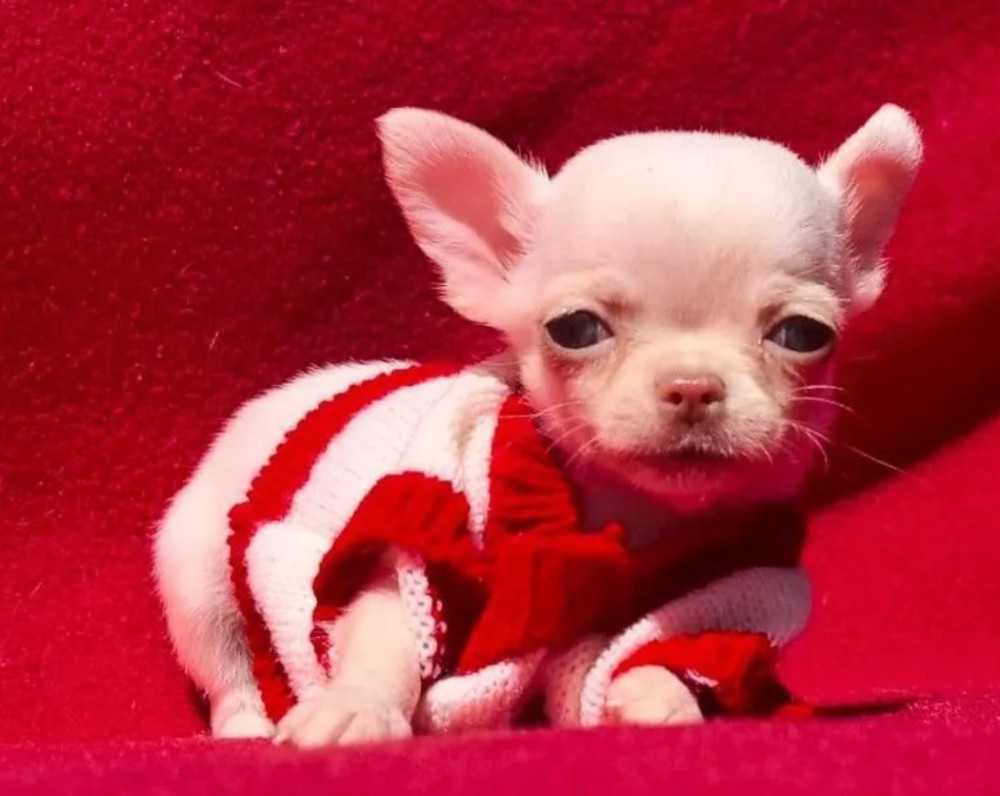 Chihuahua Boy for Sale in Denver, Colorado (CO) 12 Weeks Old
