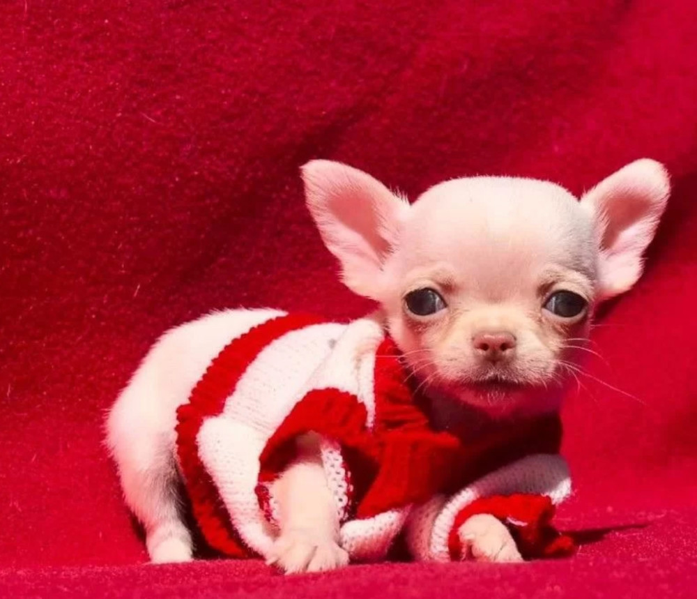 Chihuahua Boy for Sale in Denver, Colorado (CO) 12 Weeks Old
