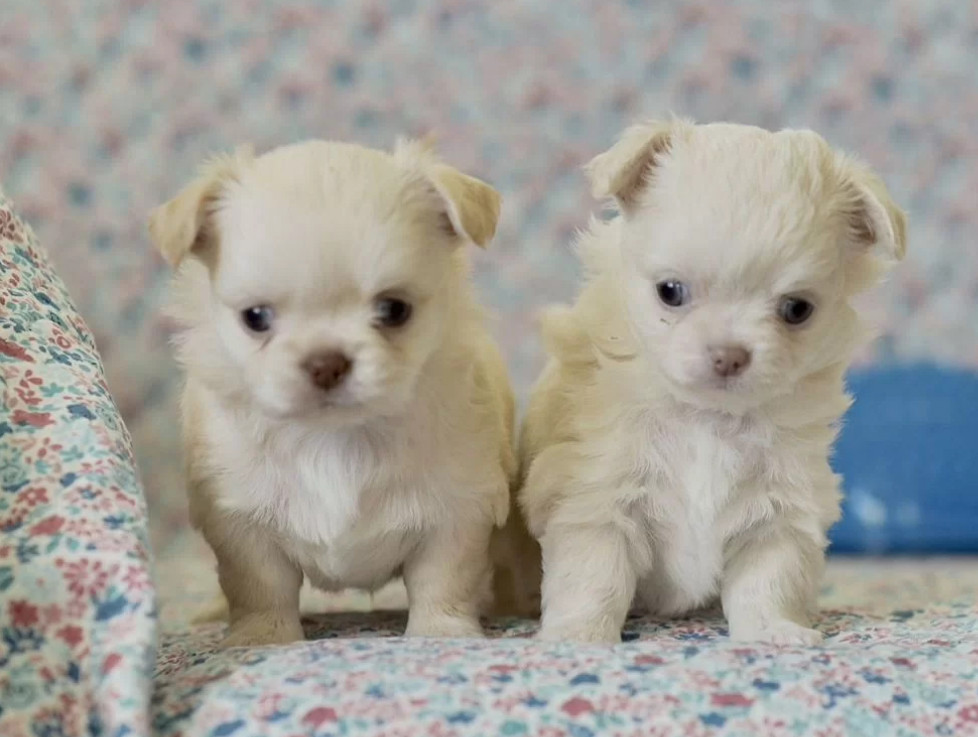 Chihuahua Boy and Girl for Sale in Queens, New York (NY) 8 Weeks Old